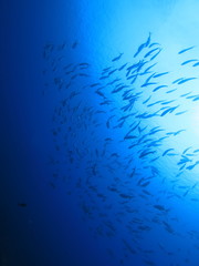 パラオの海　海中から見上げたギンガメアジの群れ　スキューバダイビング
