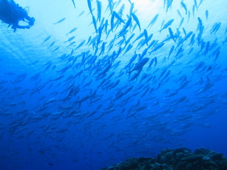 Fototapeta na wymiar パラオの海　海中から見上げたギンガメアジの群れ　スキューバダイビング