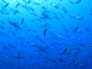 Fototapeta na wymiar パラオの海　海中から見上げたギンガメアジの群れ　スキューバダイビング