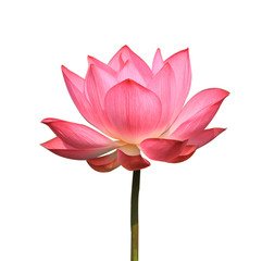 Pink lotus isolated on  white background.