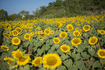 Obraz premium THAILAND KANCHANABURI SUNFLOWER PLANTATION