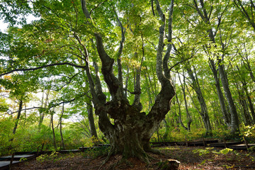 貫禄のある奇形ブナの巨木　あがりこ大王　秋田県にかほ市