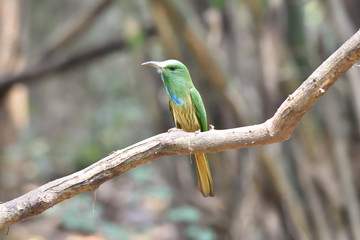 Blue-bearded Bee-eater

