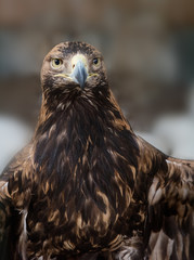 Eagle  looks at with a stern intensity