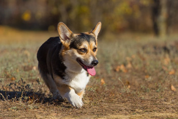 Corgi pembroke dog in autumn park