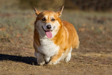 Corgi pembroke dog in autumn park
