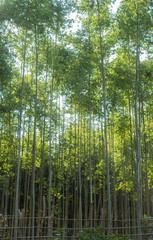 Fototapeta premium Eucalyptus forest
