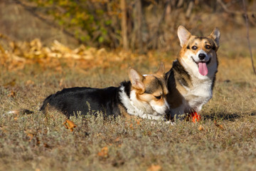 Two corgi pembroke dog  in park