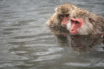 スノーモンキー　温泉に入る猿　長野県地獄谷温泉