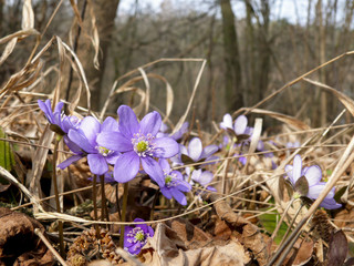 przylaszczki w suchej trawie  kwitnące przylaszczki wśród źdźbeł zeszłorocznej trawy © anna_m7