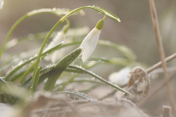 przymrozek
pokryty szronem przebiśnieg o poranku