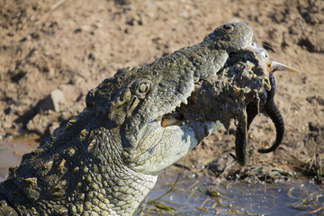 Big crocodile eats the head of springbok with horns