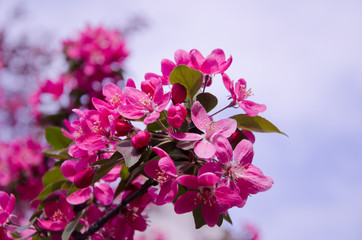 Beautiful pink flowers (branch with the first cherry-tree flowers)
