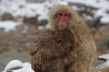 スノーモンキー　寒さに身を寄せる猿　長野県地獄谷温泉