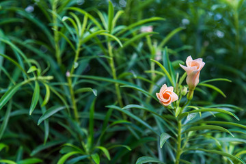 Олеандр кустарник, розовые цветки с листьями.