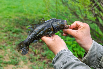 The fisherman removes the hook the fish Amur sleeper