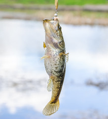Caught fish Amur sleeper hanging on a hook