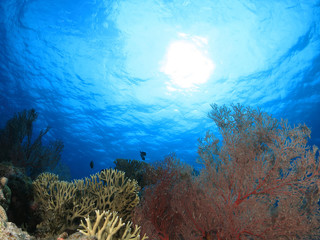 Fototapeta na wymiar 沖縄離島ダイビング　サンゴが美しい海中の絶景