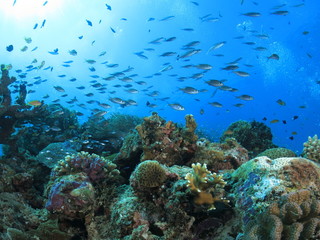 Obraz na płótnie Canvas 沖縄の海　小魚戯れるサンゴ礁 阿嘉島
