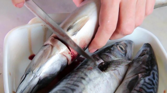Close up of woman hands cutting and cleaning  mackerel fish. Home healthy eating.