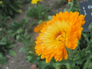 Marigold