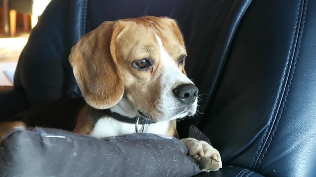 beagle lying on a sofa