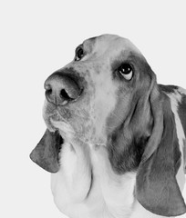 Funny-looking Basset Hound