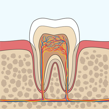  Tooth Anatomy illustration