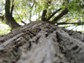 Linden