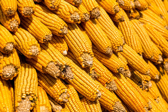 Dried corn background