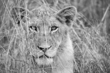Obraz premium Lioness move in brown grass to kill