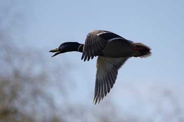 Mallard, Duck, Anas platyrhynchos