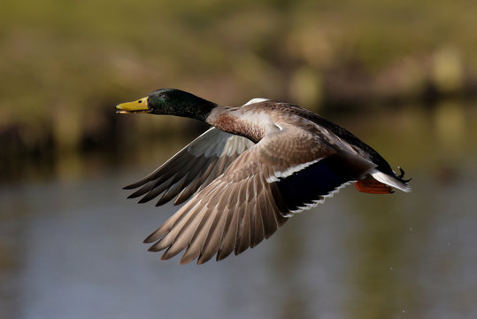 Mallard, Duck, Anas platyrhynchos