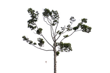 Trees isolated on white background