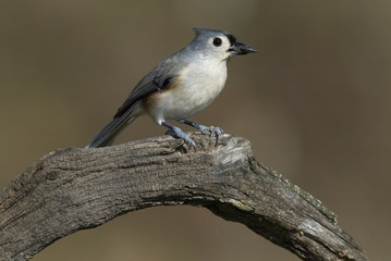Tufted Titmouse (Parus bicolor)