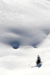 Little christmas trees isolated under snow