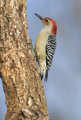 Male Red bellied Woodpecker (Melanerpes carolinus)