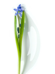 Beautiful blue snowdrop isolated on white background (scilla siberica)