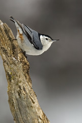 White breasted Nuthatch (Sitta carolinensis)