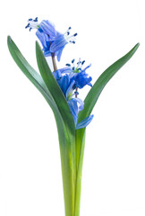 Beautiful blue snowdrop isolated on white background (scilla siberica)
