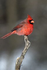 Male Northern Cardinal (Cardinalis cardinalis)