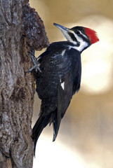 Pileated Woodpecker (Dryocopus pileatus)