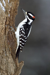 Male Hairy Woodpecker (Picoides villosus)