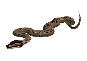 Ball Python on White