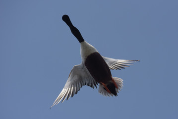 Northern Shoveler, Shoveler, Anas clypeata