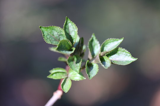 Erste Bl&auml;tter eines Holunders im Fr&uuml;hling