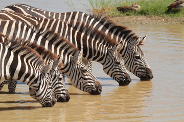 Fototapeta na wymiar Zebras trinken