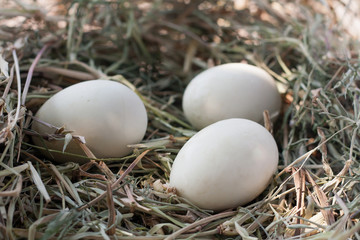 eggs in nest