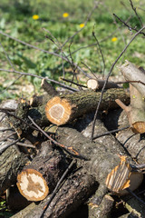 Fresh cutted firewood in the pile