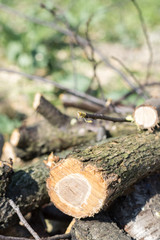 Fresh cutted firewood in the pile